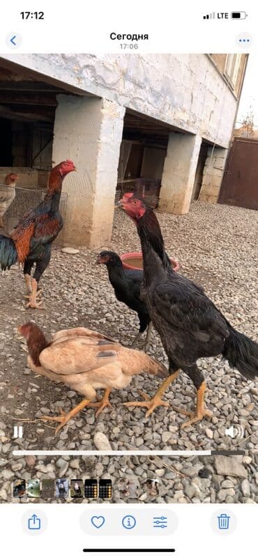 coban it adlari: Məhsul: Uzunboyun yerli döyüş tipli toyuqlar (xoruz və cücələr) — 4