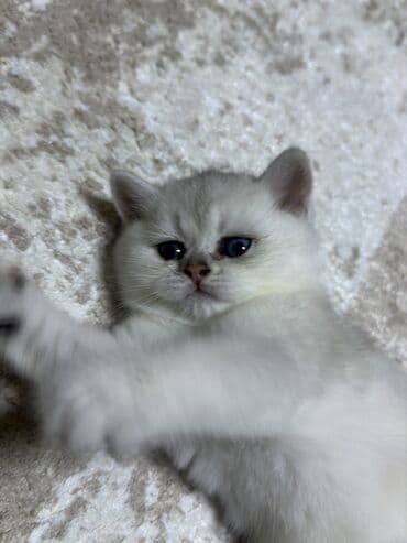 шотландская серебристая шиншилла купить: Шиншилла, Самец, В добрые руки, Самовывоз — 9