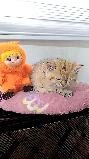 ag pisikler: Britan — 4