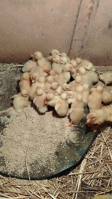 qaqa ordeyi: 4gunuy Pekin ördəy balası var satıq xacmazda vasapa yaz 0554626380 — 2