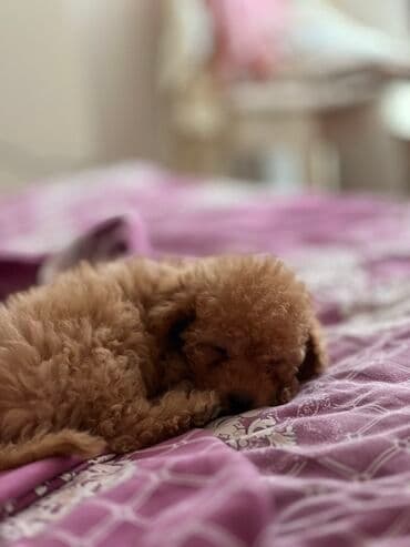 отдам в добрые руки шпица: Пудель, 2 месяца, Самец, С прививками, Самовывоз — 3