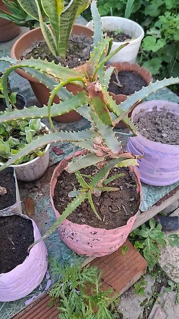 Aloe (sukkulent) – dibçəklə - Bitki: Tikanlı kənarlı, uzun ətli