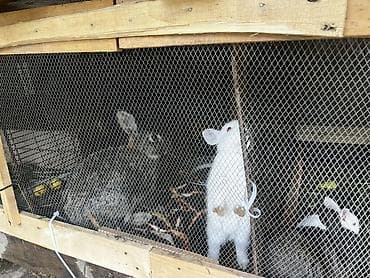itler ucuz: Cins: ağ californiya və qarışıq rəngli ev dovşanları Qubada yerleşir — 1