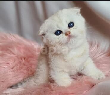 шотландская вислоухая кошка цена в баку: Şotland yastı qulaq, Erkək, Dişi, Ünvandan götürmə — 3