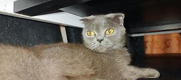 Собаки: Шотладская вислоухая — 2