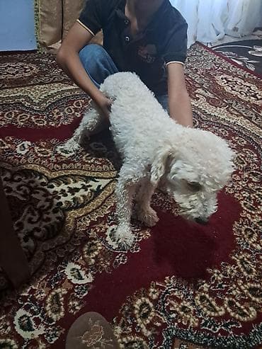 ördək balası və cücə: Salam ev itidi disi itdi — 2