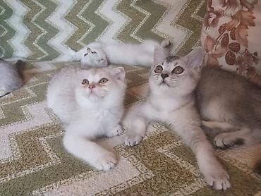 Кошки: Шотландская — 5