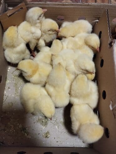 Toyuq cücələri, Ətlik, Ünvandan götürmə