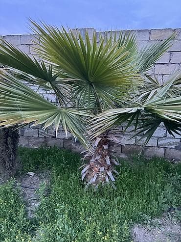 palma ağacları: Dekorativ fan xurması (Washingtonia robusta tipli) – bağ və həyətlər — 5