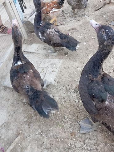 Muscovy (indoutka) ördəkləri – qarışıq rəngli (qara, qəhvəyi, ağ