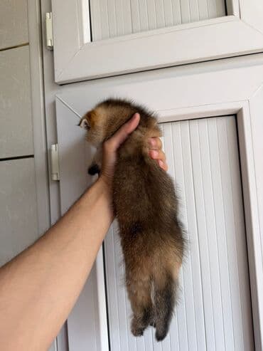 şotlan pişik: Şotland yastı qulaq, Erkək, Dişi, Yaxşı əllərə, Ünvandan götürmə, Pulsuz çatdırılma, Ödənişli çatdırılma — 208