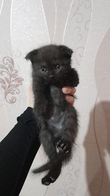 pisik yuvası: Şotland yastı qulaq — 2