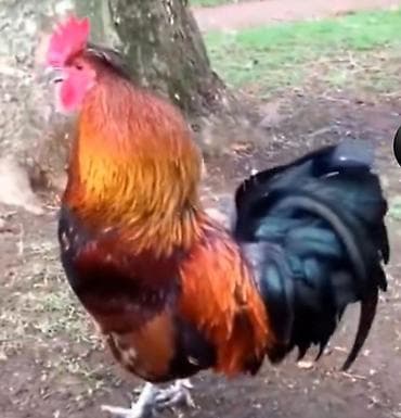 xoruzun cinsiyyet orqani: Məhsul: Xoruzlar (bir neçə fərqli rəng və tip) Təsvir: - Güclü — 2