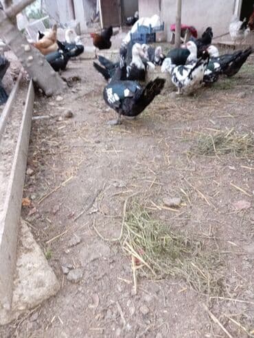 Gəmiricilər: Ördəklər — 4