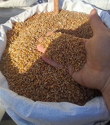 qaz eti qiymeti: 🌾 Qorğalıq Buğda – Təzə, Ləzzətli və Sağlam! 🌾 Ev şəraitində qovurub — 2