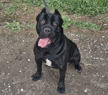 it yuvasi: Kane-Korso, Erkek, Sənədli, Ünvandan götürmə — 8