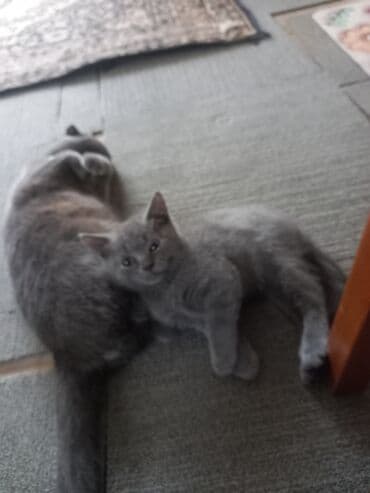 sarı pişik: Şotland, Dişi, Yaxşı əllərə, Ünvandan götürmə — 3