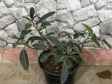 Bitki dərmanları: Fikus 5 növ. Aralarında gül açan növüdə var. Almaq istəyənə endirimli — 8