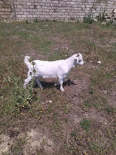 donuz balasi: Dişi, il: 2, Damazlıq, Ünvandan götürmə — 4