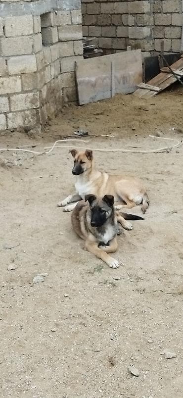 it evlerinin satisi: Alabay ve malinos qarşiqi — 1