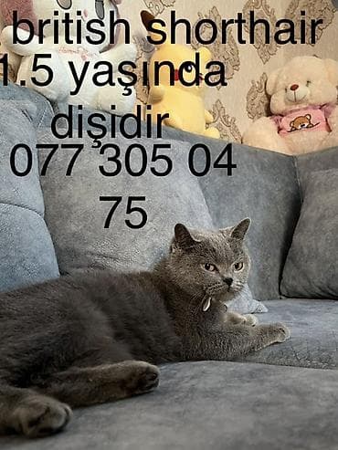 dişi quzu: Britan, Dişi — 1