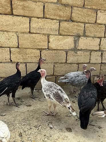 Heyvanlar: Öz həyətimdə çıxıb aprelin 26sı cins heyvanlardı sağlamlıqına — 3