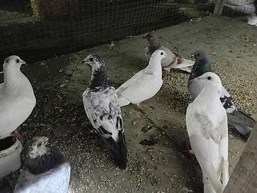 qumru quşu: Dirkolar tecli satlir riyal alan qimet razlscam - Növ: ev/yarış/seyir — 2