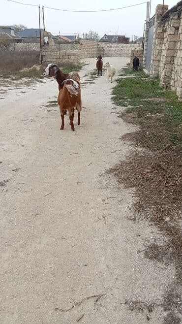 Alfa Romeo: Qonaq masası, Yeni, Açılan, Həsir, Künc masa — 1