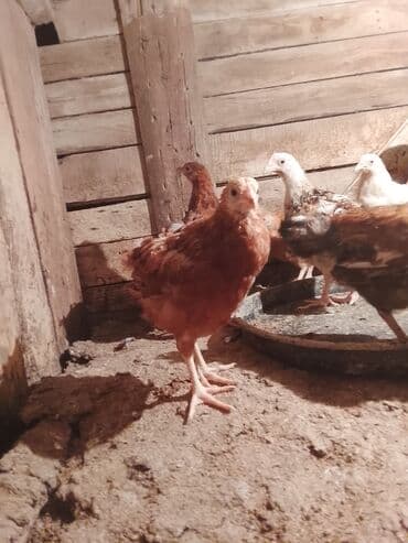 Toyuq cücələri, Damazlıq, Ünvandan götürmə