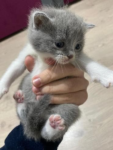 Pişiklər: Britan — 6