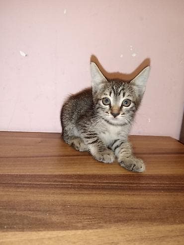 Dişi, Yaxşı əllərə, Ünvandan götürmə lalafo.az -da Dişi, Yaxşı əllərə, Ünvandan götürmə