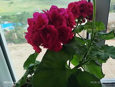 yeni ile aid hediyyeler: Pelargonium (qərənfilvari sardunya) saksı gülləri - Növ: Pelargonium — 4
