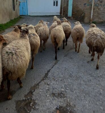 Dana, buzov: Boğaz qoyunlar satlır — 4