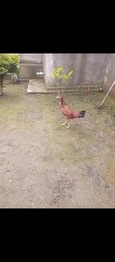 broyler yemi qiymeti: 7 aylıq tam sağlam cins qandı elə belə birşey deyil ölür qaçmır. 30 m — 2