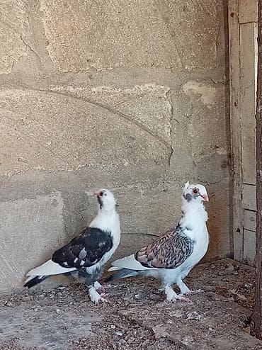 karella quş: Cüt bəzək göyərçini Salam bu Hunkariler satilir tay balaridi qiymet — 2