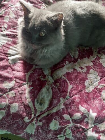 pitbull iti satilir: Qiz pisiyidi 5aylidi oynayan pisidi — 3