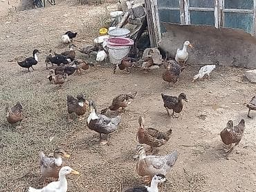 qax heyvan bazar: Ördəklər.Razilasma yolu ile.40 ədəddir.1 2 3 aylıq — 1