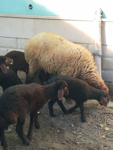 bmw 3 серия 325tds at: Satilir Ana Bala Qoyunlar Boğaz Heyvanlar ekiz Bala Heyvanlar Kom 8 — 7