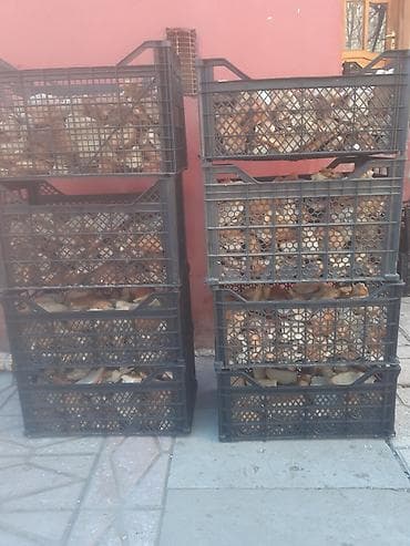 pişik yemi qiyməti: Guru corek 50 kilolug yem kisesinde. 4 azn. xirdalan icra — 1