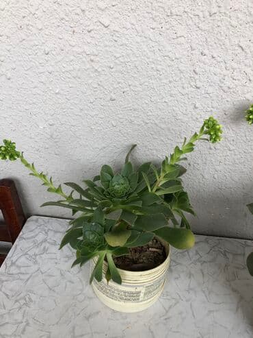 tebii gül şekilleri: Otaq bitkileri — 2