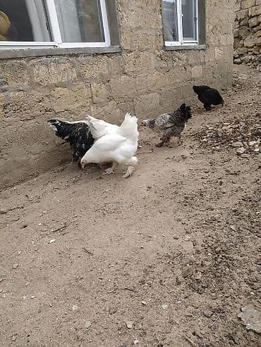 broyler cuce satisi: Toyuq, Yumurtalıq — 3