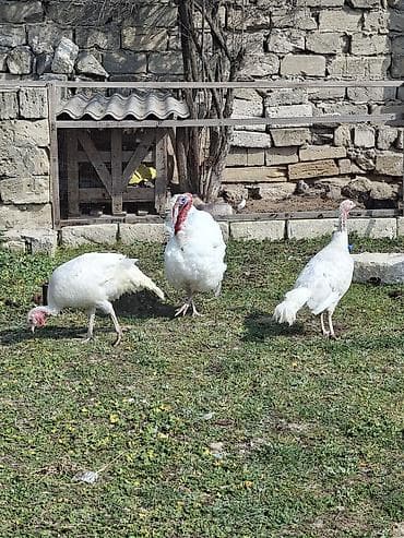 amerikan bronz hinduşka: Ağ rəngli hinduşka sürüsü - Növ: Ağ geniş döşlü (white turkey) — 1