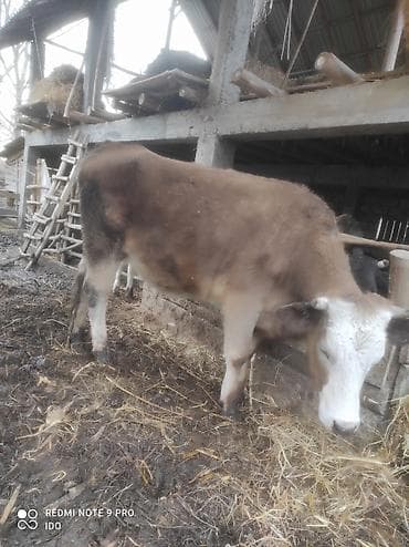 купить кур: Satılır: düye 2 yaş - Cins tipajı: Şarol/ət-süd istiqaməti - Rəng — 2