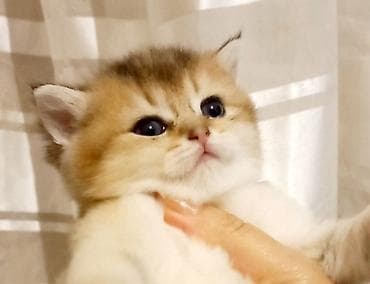 Britan, Dişi, Yaxşı əllərə, Ünvandan götürmə