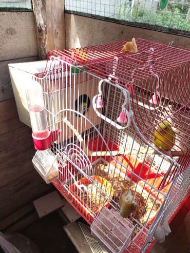купить клетку для морской свинки: Quş qəfəsləri və aksesuarları qefesler 30-50 Azn Məhsul təsviri: - — 3