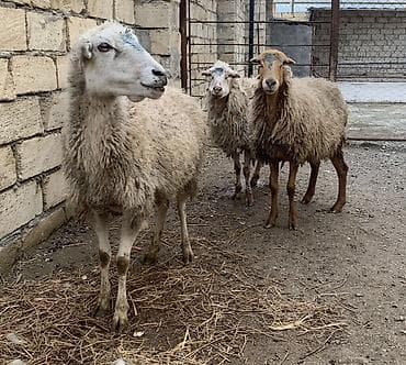 it bazari 2021: Boğaz Qoyunlar satılır 4 başdı yelin buraxıblar vota vot qoyunlardı — 3