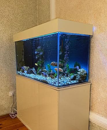 teleskop baliq: . Salam.Akvarium altligilə birlikdə satilir Uzunlugu 1.20 Eni 50 — 6