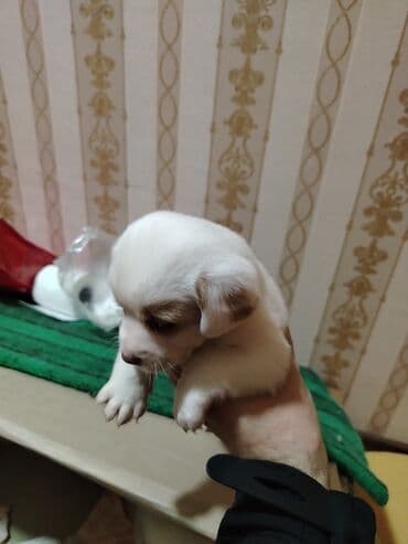 диск: Симулятор — 4