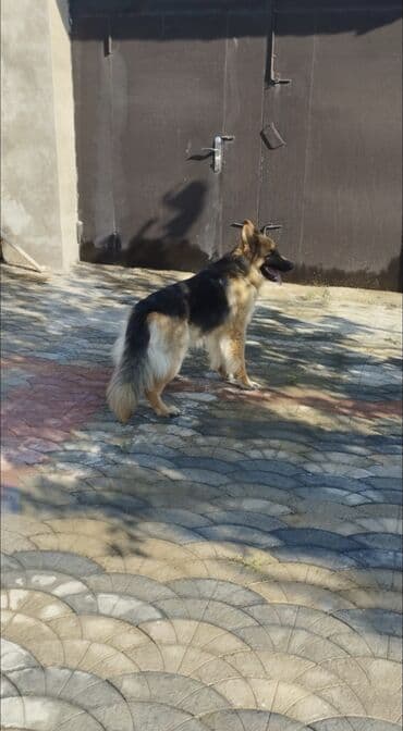 alman çoban köpeği: Alman çoban iti, 2 il, Erkek — 1