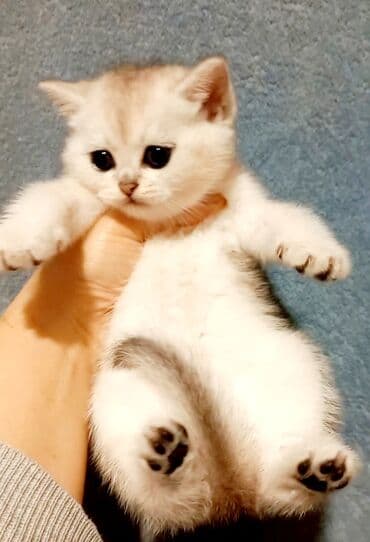 balaca pişiklər: Britan, Erkək, Dişi, Yaxşı əllərə, Ünvandan götürmə — 4